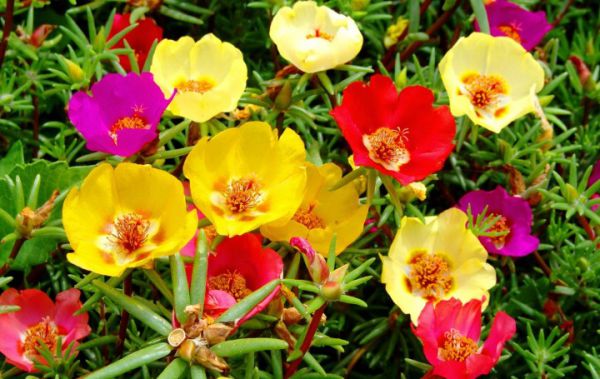 Цветы сентябринки размножение, посадка и уход осенью и весной фото и видео