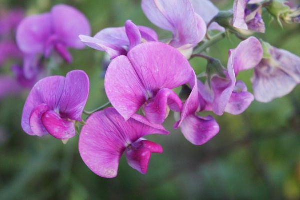 Что посеять на рассаду: ароматные и душистые цветы для благоухающего сада