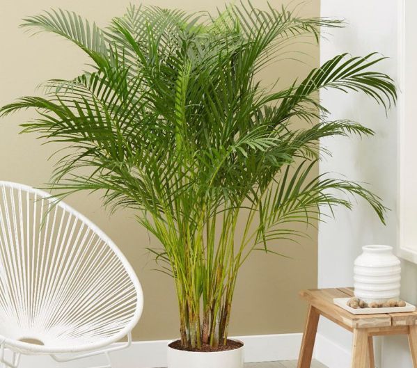 Комнатная пальма: топ неприхотливых видов для домашних условий
