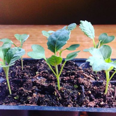 Как вырастить рассаду цветной капусты самому