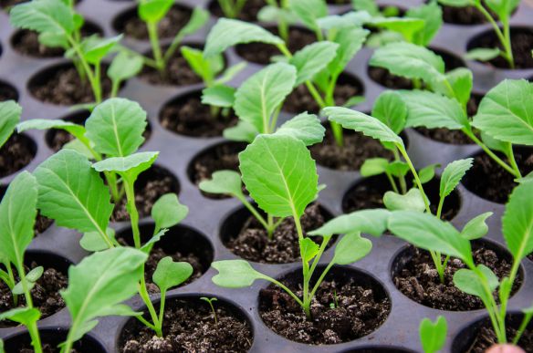 Как вырастить рассаду цветной капусты самому