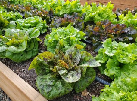 Выращивание салата из семян: сроки и правила посадки в открытый грунт, уход