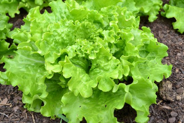 Выращивание салата из семян: сроки и правила посадки в открытый грунт, уход