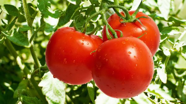 Как избежать вытягивания рассады томатов? Советы биологов.