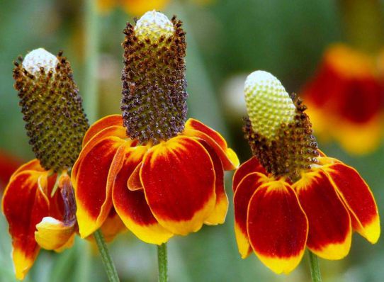 Экспресс-многолетники: цветущие растения для яркого сада в течение всего года